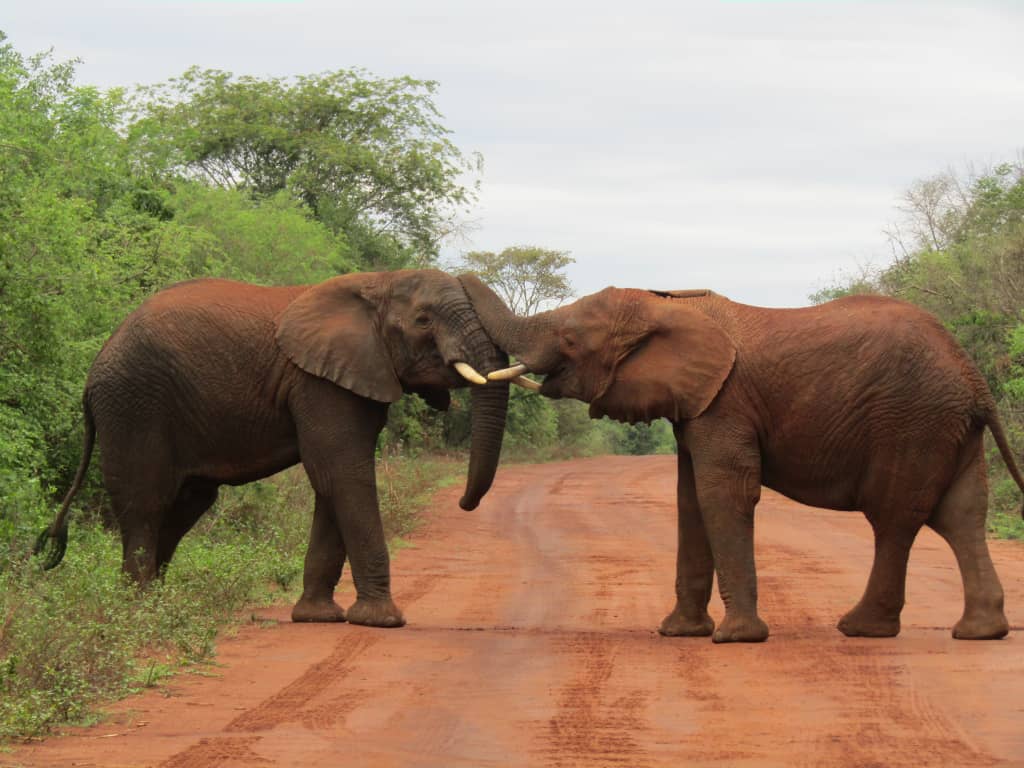 AUTHENTIC AFRICA