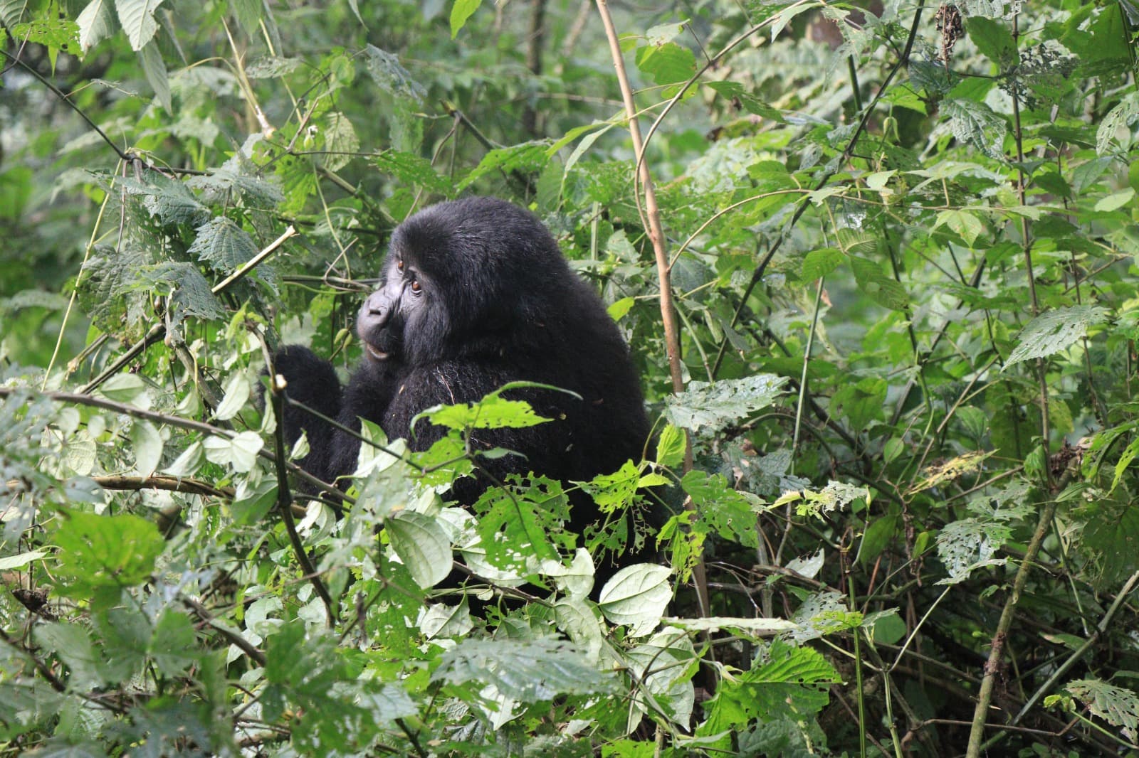 8-Day Rwanda Discovery
